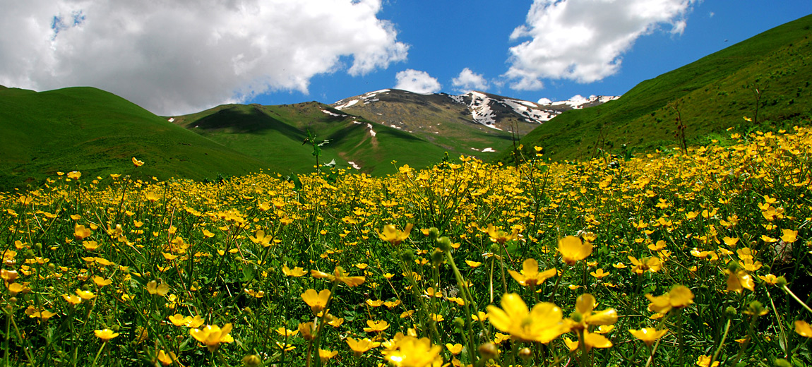 Armenië