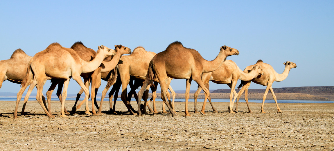 Djibouti