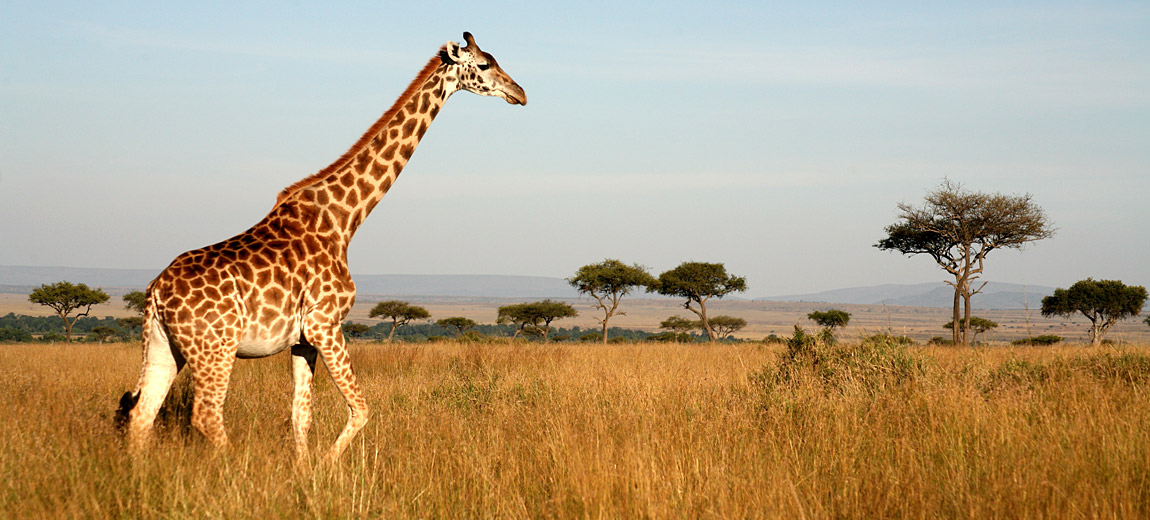 Afrika