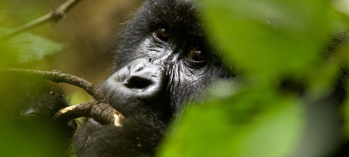 Rwanda