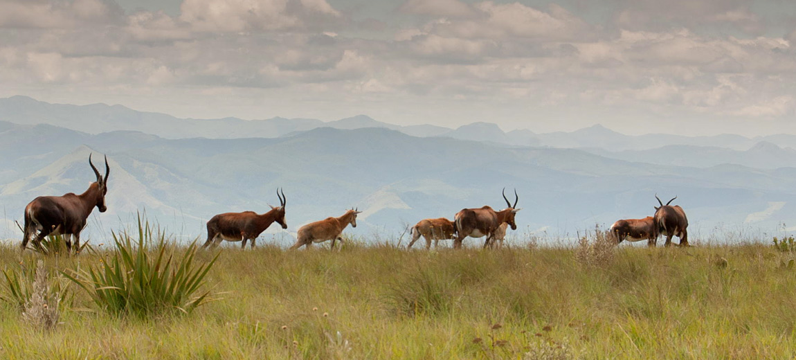 Swaziland