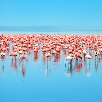Lake Nakuru