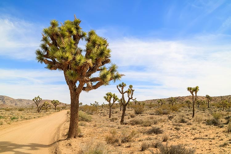 Joshua Tree National Park