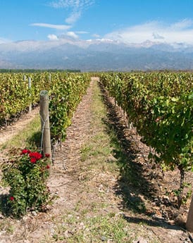 Mendoza