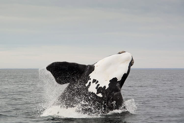 Puerto Madryn