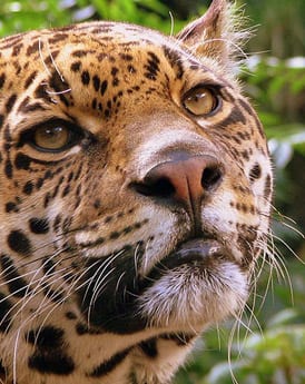 Jungle & wildlife