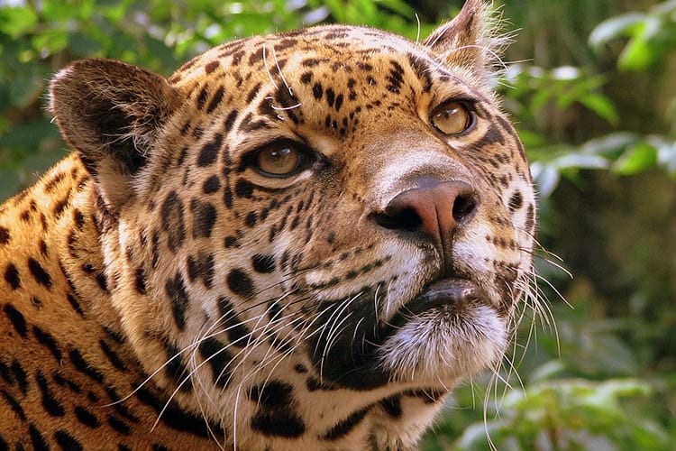 Jungle & wildlife