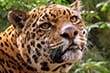 Jungle & wildlife