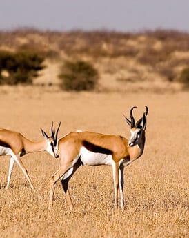 Central Kalahari Game Reserve