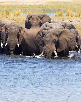 Chobe National Park
