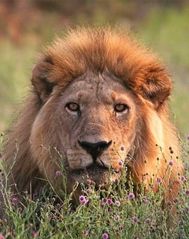Moremi Game Reserve
