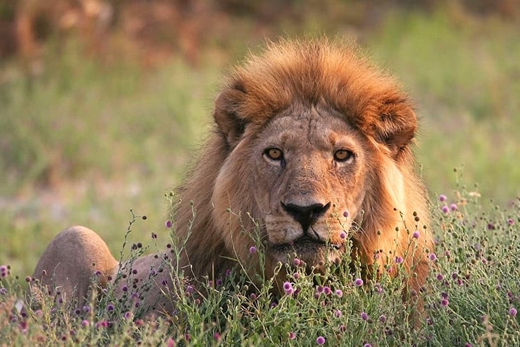 Moremi Game Reserve