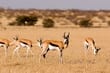 Central Kalahari Game Reserve