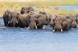 Chobe National Park