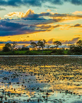Pantanal