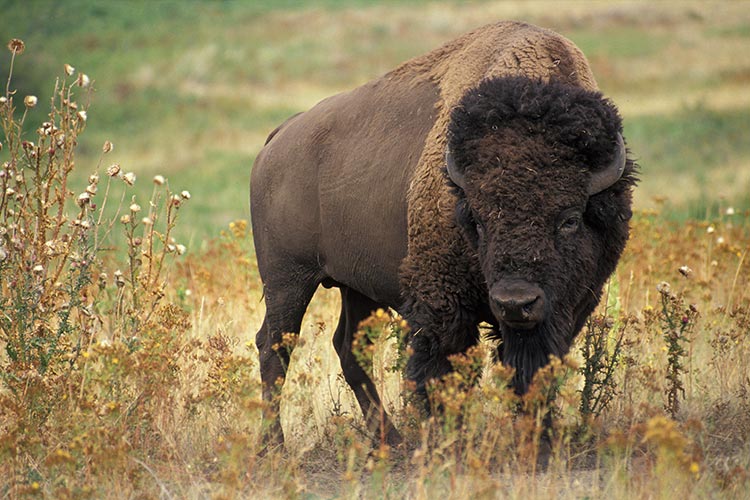 Wood Buffalo National Park
