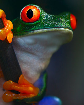 Corcovado National Park
