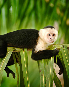 Manuel Antonio National Park
