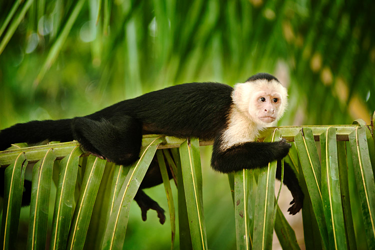 Manuel Antonio National Park
