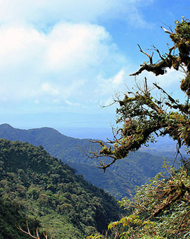 Monteverde