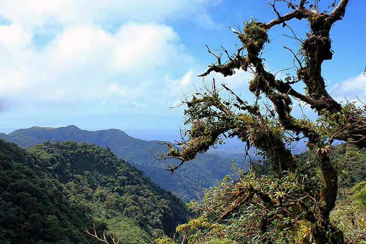 Monteverde