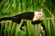 Manuel Antonio National Park