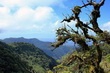 Monteverde