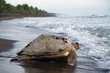 Tortuguero