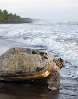 Tortuguero