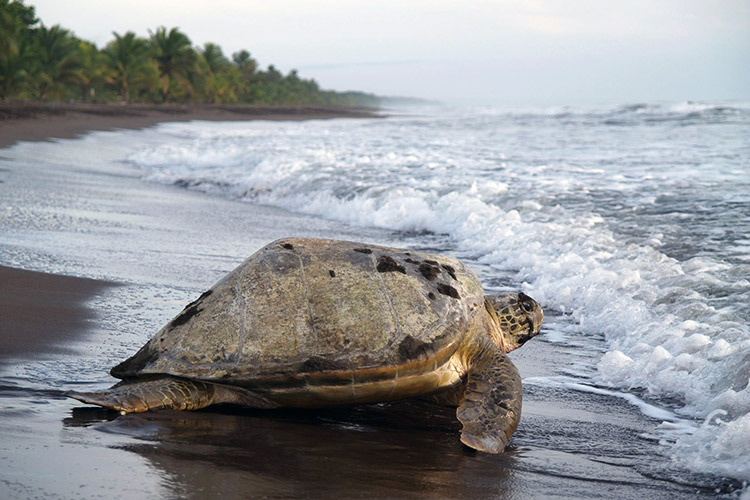 Tortuguero