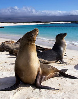 Galapagos eilanden