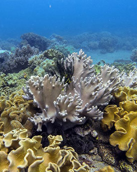 Cebu