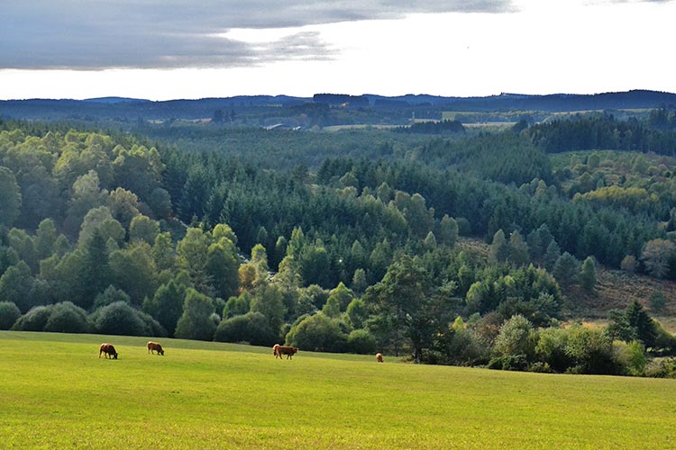 Limousin