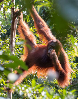 Kalimantan