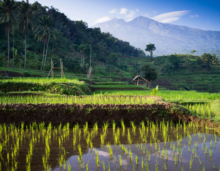 Bali