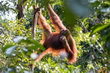Kalimantan