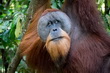 Sumatra