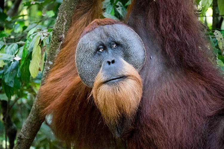 Sumatra