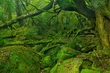 Yakushima