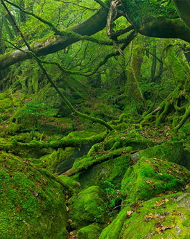 Yakushima