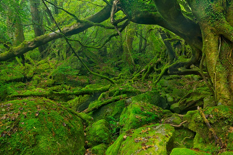 Yakushima