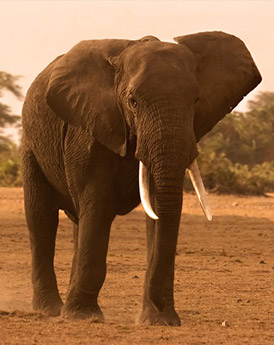 Amboseli National Park