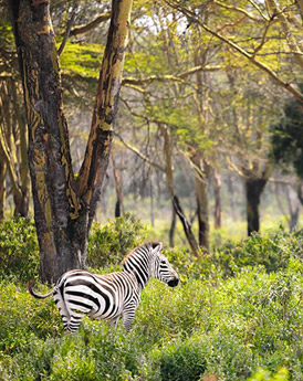 Hell's Gate National Park