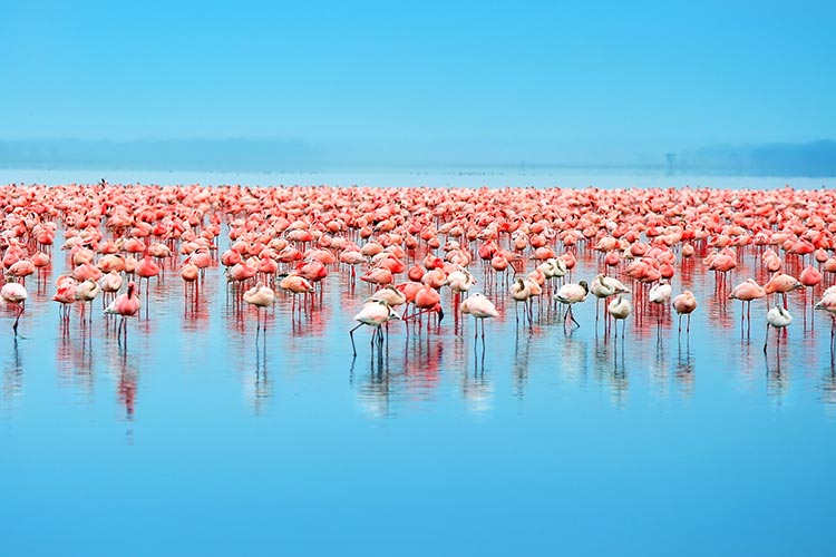 Lake Nakuru