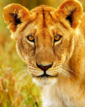Masai Mara