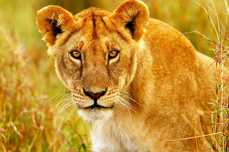 Masai Mara
