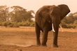 Amboseli National Park