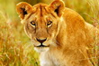 Masai Mara
