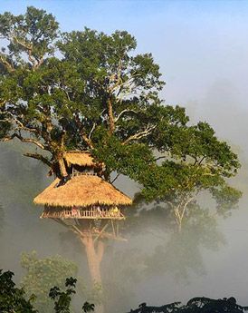 Gibbon Experience