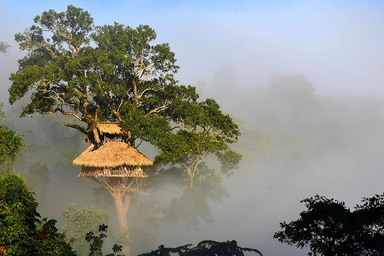 Gibbon Experience